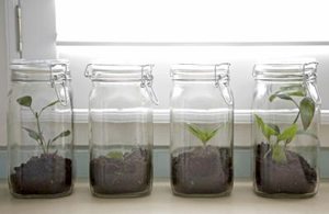 rooting hormone grow jars